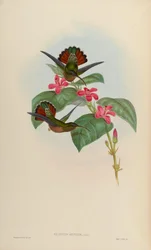 Glaucis affinis = Glaucis hirsutus hirsutus